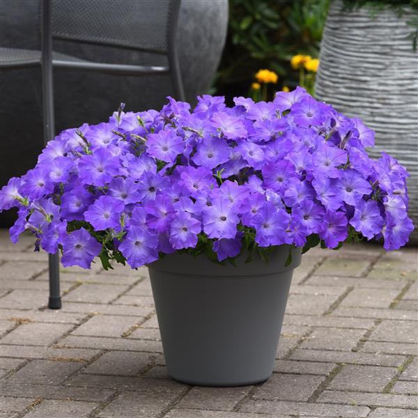 Easy Wave Lavender Sky Blue trailing petunia Trailing petunia, Easy Wave Lavender Sky Blue
