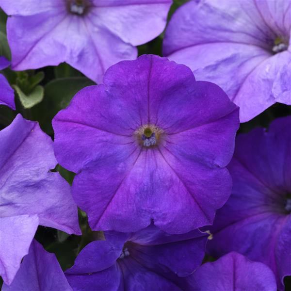 Easy Wave Lavender Sky Blue trailing petunia Easy Wave Lavender Sky Blue trailing petunia seeds