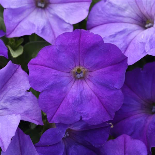 Easy Wave Lavender Sky Blue trailing petunia flowers