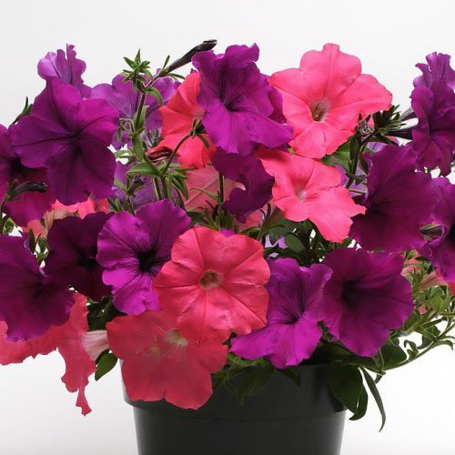 Easy Wave Opposites Attract Mix trailing petunia Easy Wave Opposites Attract Mix trailing petunia seeds