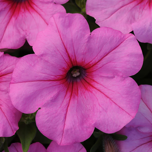 Easy Wave Pink Passion trailing petunia Trailing petunia, Easy Wave Pink Passion