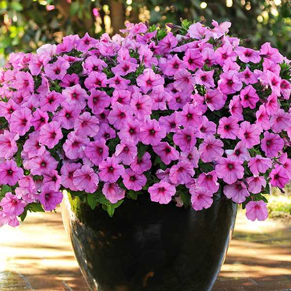 Easy Wave Pink Passion trailing petunia Easy Wave Pink Passion trailing petunia seeds