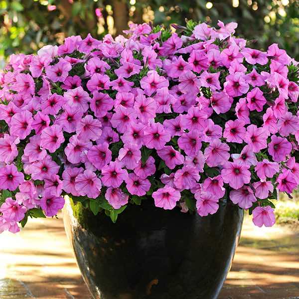 Easy Wave Pink Passion trailing petunia seeds