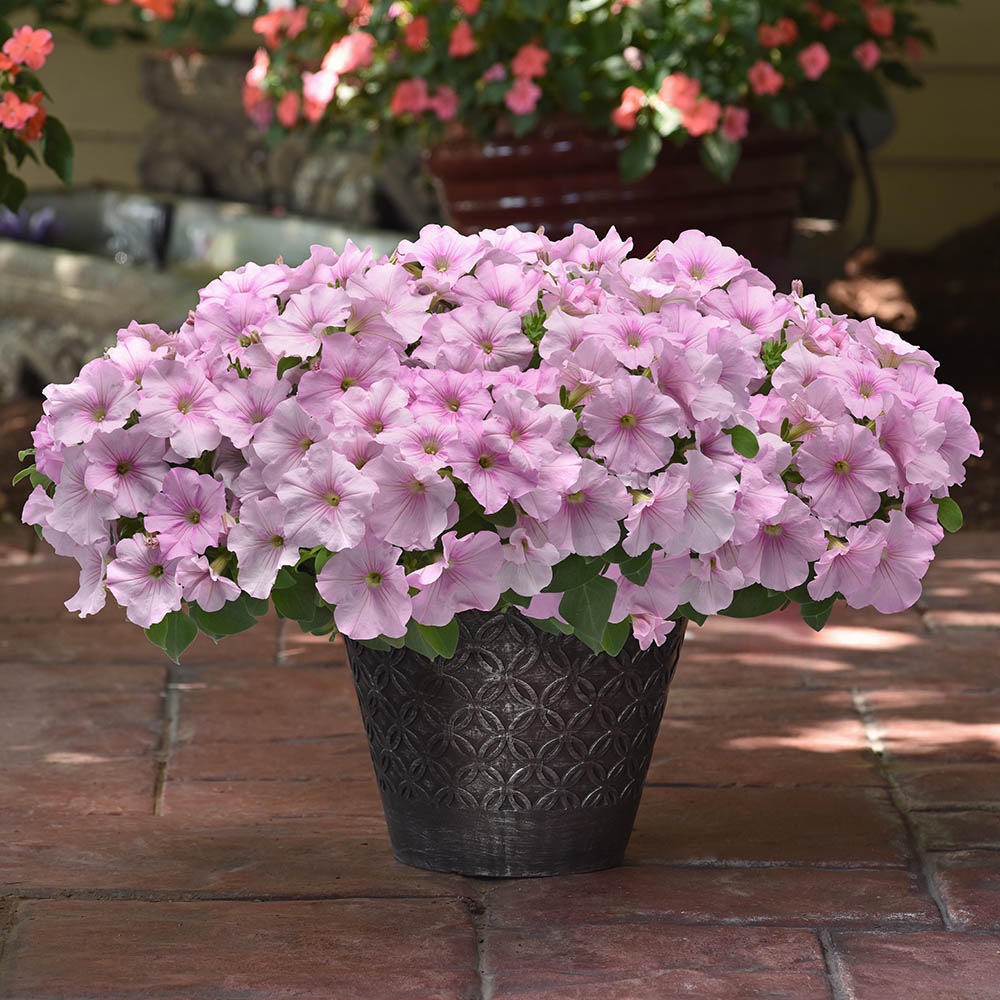 Petunia Easy Wave Pink Pearl Plant