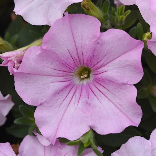 Petunia Easy Wave Pink Pearl Thimb