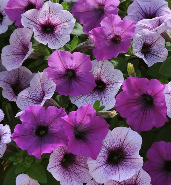 Easy Wave Plum Pudding Mix trailing petunia seeds