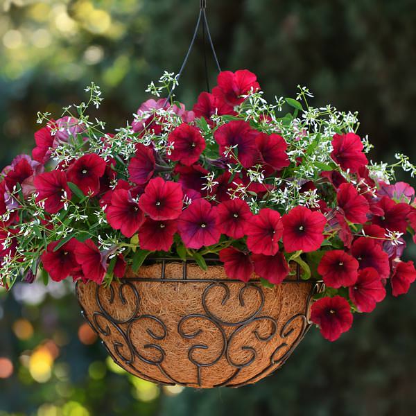 Easy Wave Red Velour trailing petunia seeds