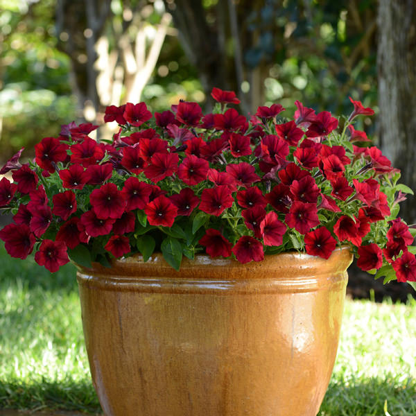 Easy Wave Red Velour trailing petunia seeds