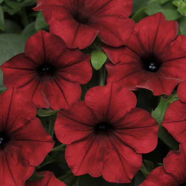 Easy Wave Red Velour trailing petunia seeds