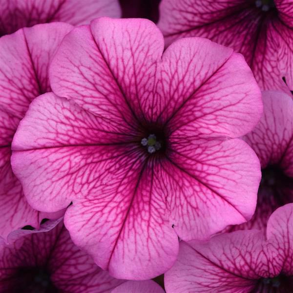 Easy Wave Rose Fusion trailing petunia seeds