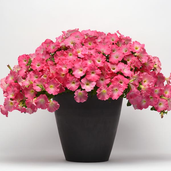 Easy Wave Rosy Dawn trailing petunia Trailing petunia, Easy Wave Rosy Dawn