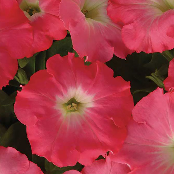 Easy Wave Rosy Dawn trailing petunia Easy Wave Rosy Dawn trailing petunia