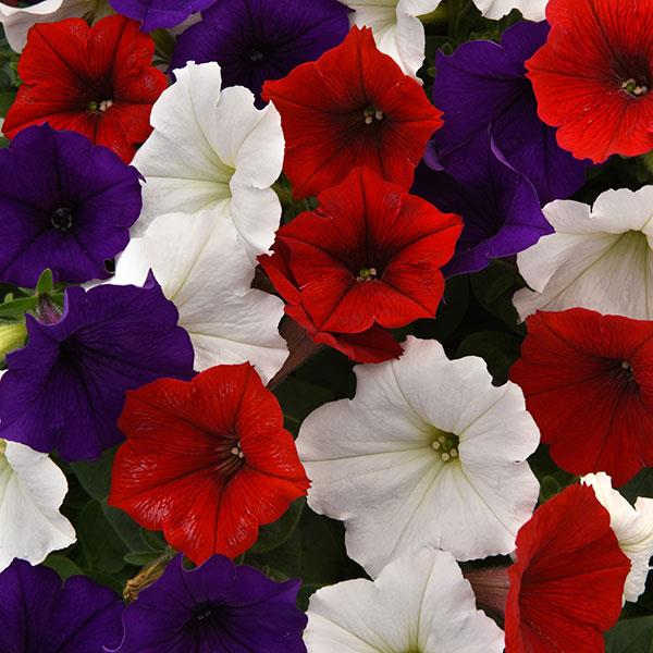 Petunia, Easy Wave The Flag trailing petunia seeds