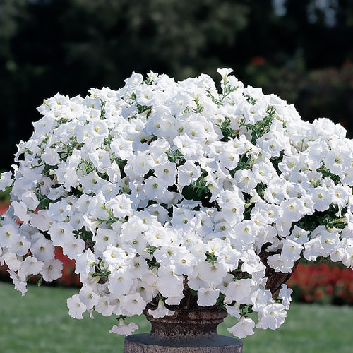 Easy Wave White trailing petunia seeds