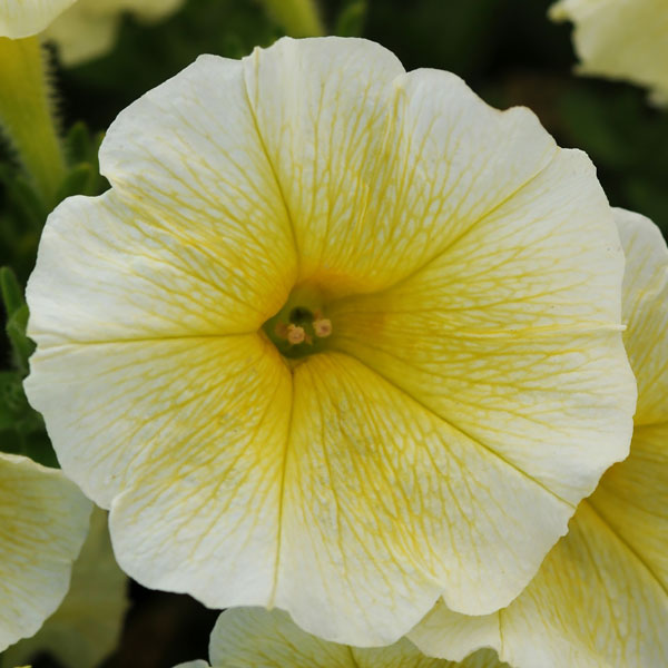 Easy Wave Yellow trailing petunia seeds