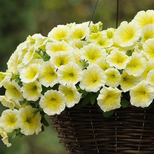 Easy Wave Yellow trailing petunia seeds
