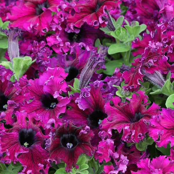 Espresso Frappe Ruby petunia Espresso Frappe Ruby petunia