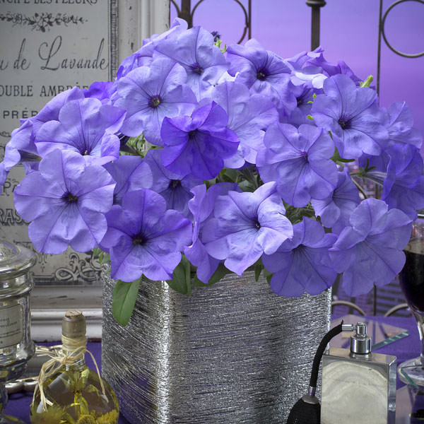 Evening Scentsation petunia