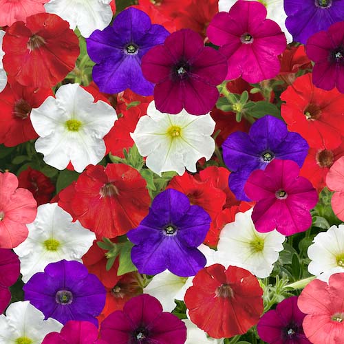 Petunia Flashforward Mix Seeds