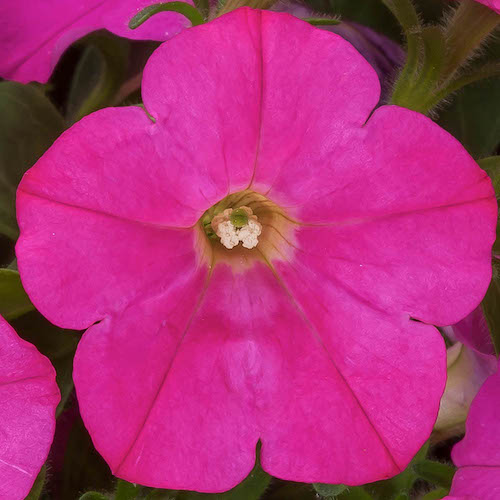 Petunia Flashforward Pink Thumb