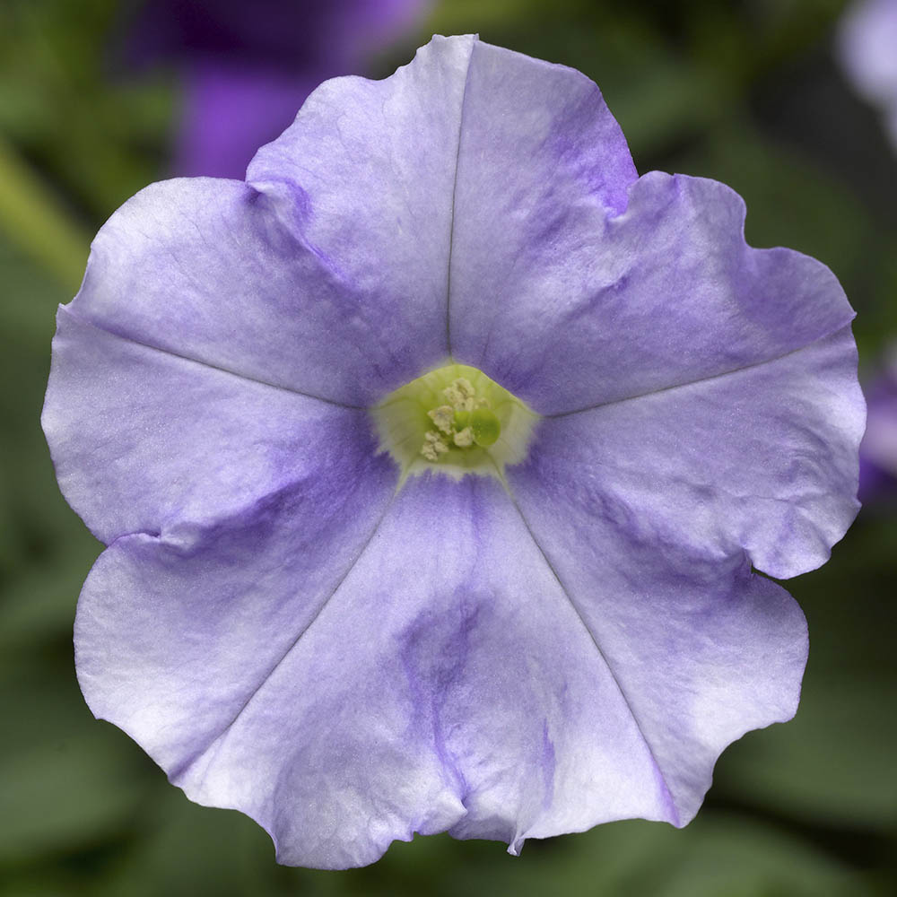 Petunia Flashforward Sky Blue