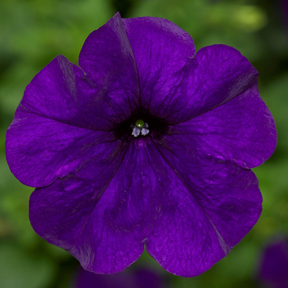 Petunia Fotofinish Blue