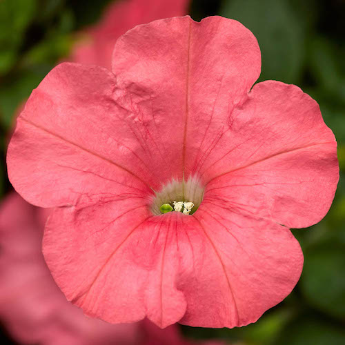 Petunia Fotofinish Salmon