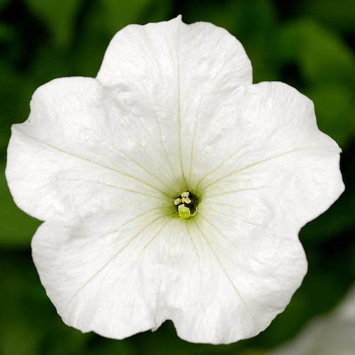 Petunia Fotofinish White