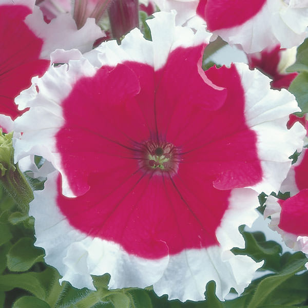Frost Cherry petunia Frost Cherry petunia