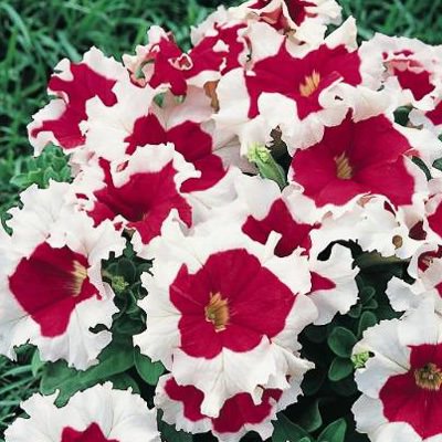 Frost Fire petunia