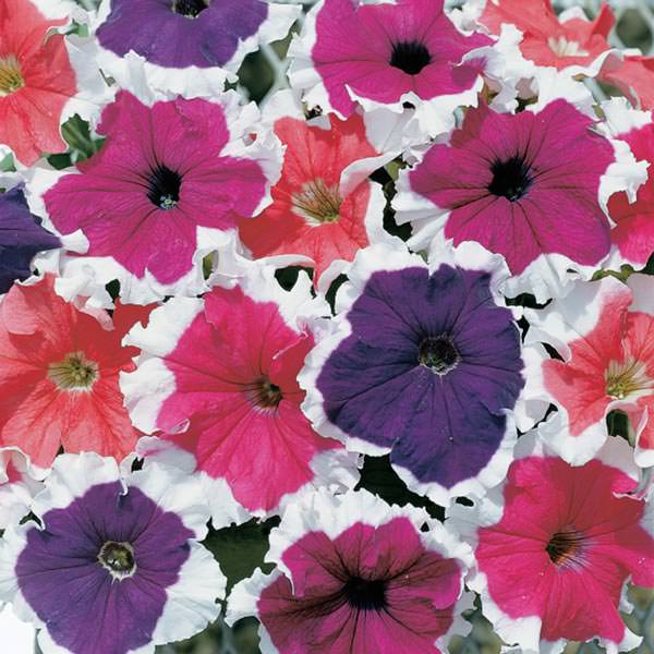 Frost Mix petunia