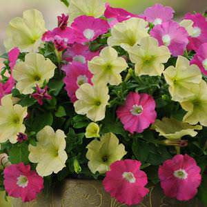 Fuseables Flirtini petunia Fuseables Flirtini petunia