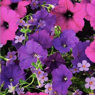 Healing Waters Fuseables petunia/bacopa