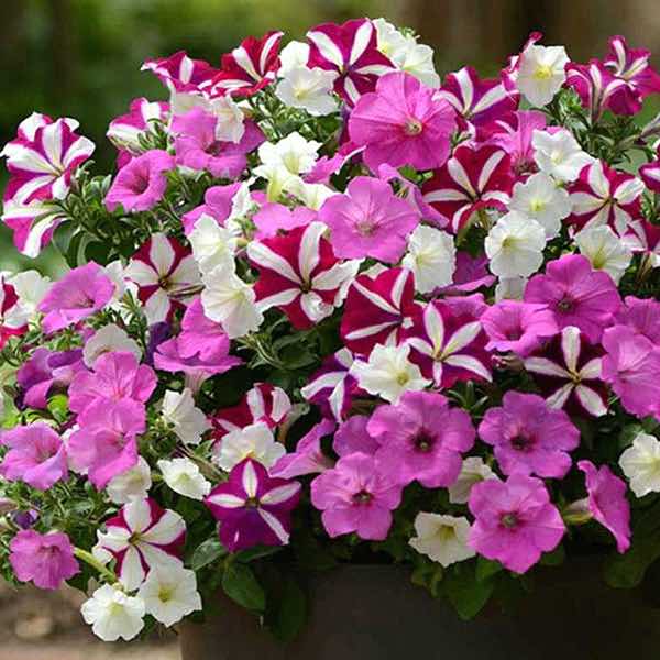 Ooh La La Fuseables Petunia blossoms