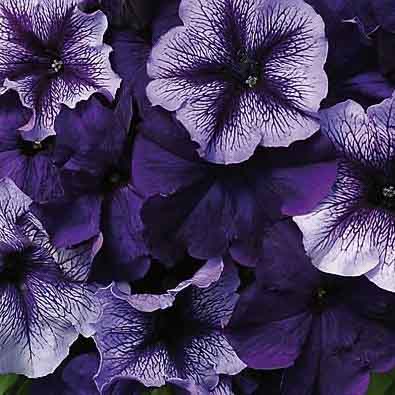 Fuseables Pleasantly Blue petunia
