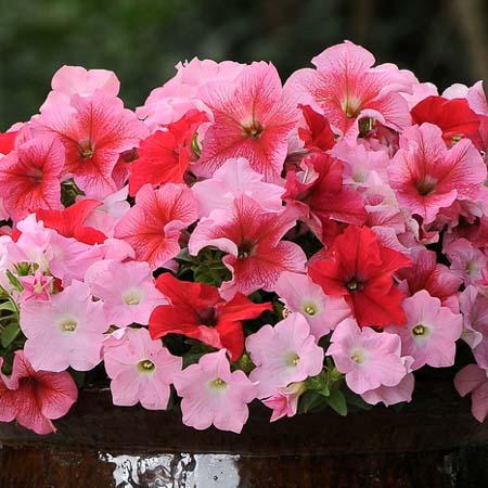 Fuseables Strawberry Wine trailing petunias Fuseables Strawberry Wine trailing petunia seeds