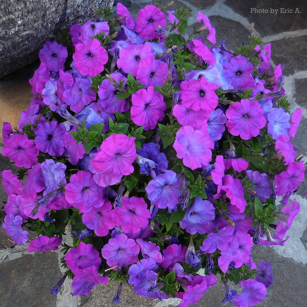 Hurrah Lavender Tie Dye petunia