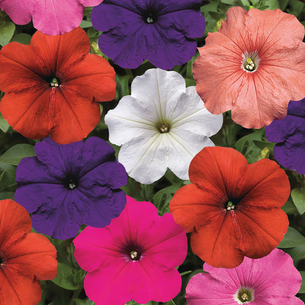 Hurrah Mix petunia Hurrah Mix petunia