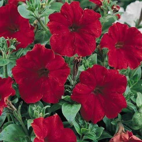 Hurrah Red petunia