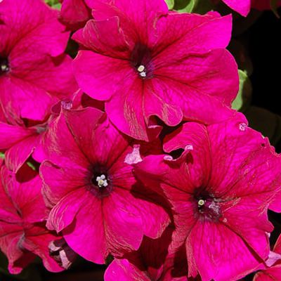 Limbo burgundy petunia Limbo burgundy petunia