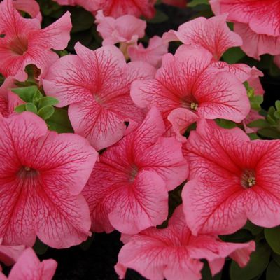 Limbo Red Veined petunia Limbo Red Veined petunia