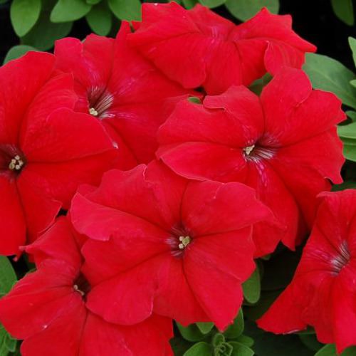 Limbo Red petunia Limbo Red petunia