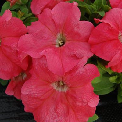 Limbo Salmon petunia Limbo Salmon petunia