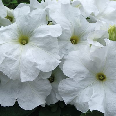 Limbo White petunia Limbo White petunia