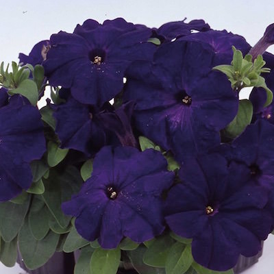 Mambo Blue petunia