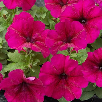 Mambo Burgundy petunia Mambo Burgundy petunia
