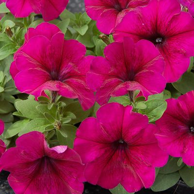 Mambo Burgundy petunia