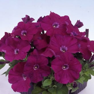 Mambo Purple petunia Mambo Purple petunia