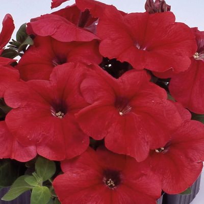 Mambo Red petunia Mambo Red petunia