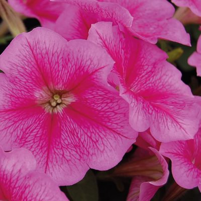 Heat Elite Mambo Rose Veined petunia Heat Elite Mambo Rose Veined petunia